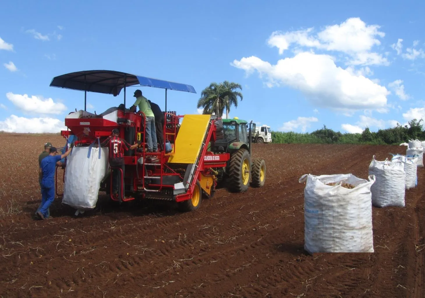 potato harvest for big bag's