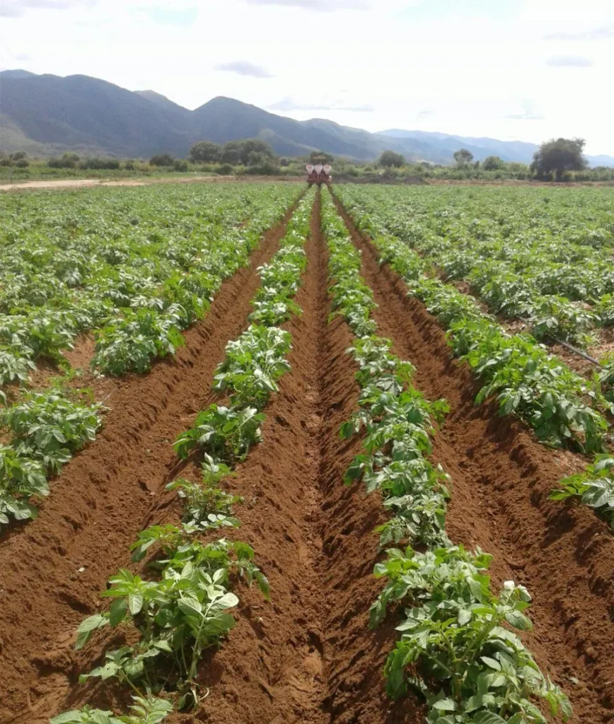 rotary cultivator application