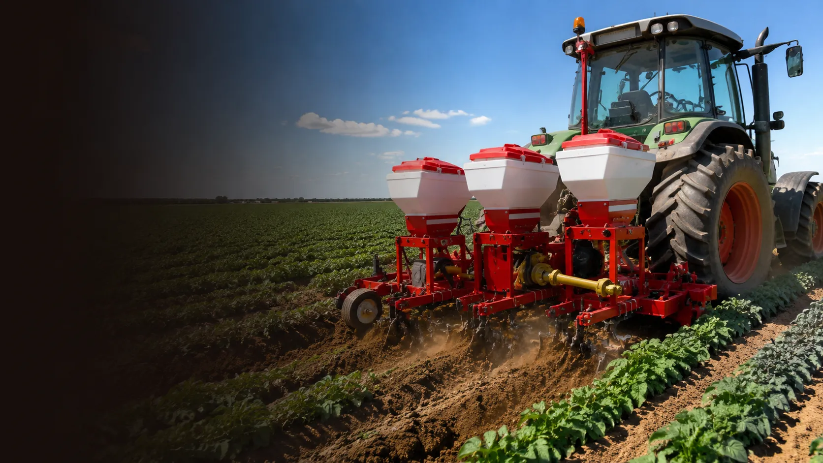 Watanabe ERA rotary cultivator machine in potato field operation